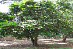 Diospyros malabarica